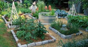 backyard vegetable garden ideas