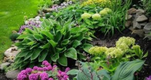 flower garden ideas in front of house