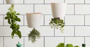 kitchen herb garden planter