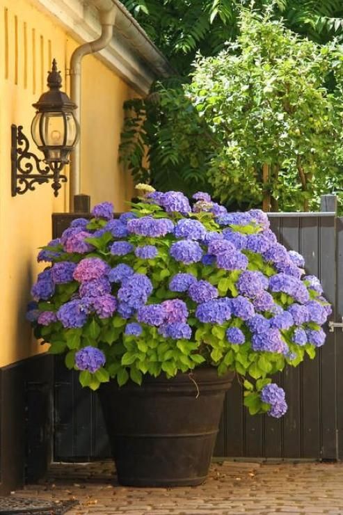 Discover the Beauty of French Garden Planters