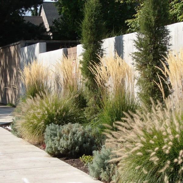 simple backyard landscaping along fence