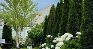 simple backyard landscaping along fence