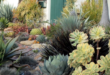 landscaping xeriscape