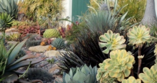 landscaping xeriscape