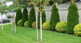 simple backyard landscaping along fence