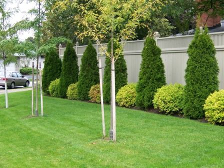 Effortless Backyard Landscape Design Along the Fence