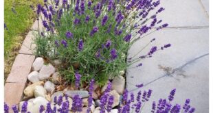 low maintenance landscaping front yard