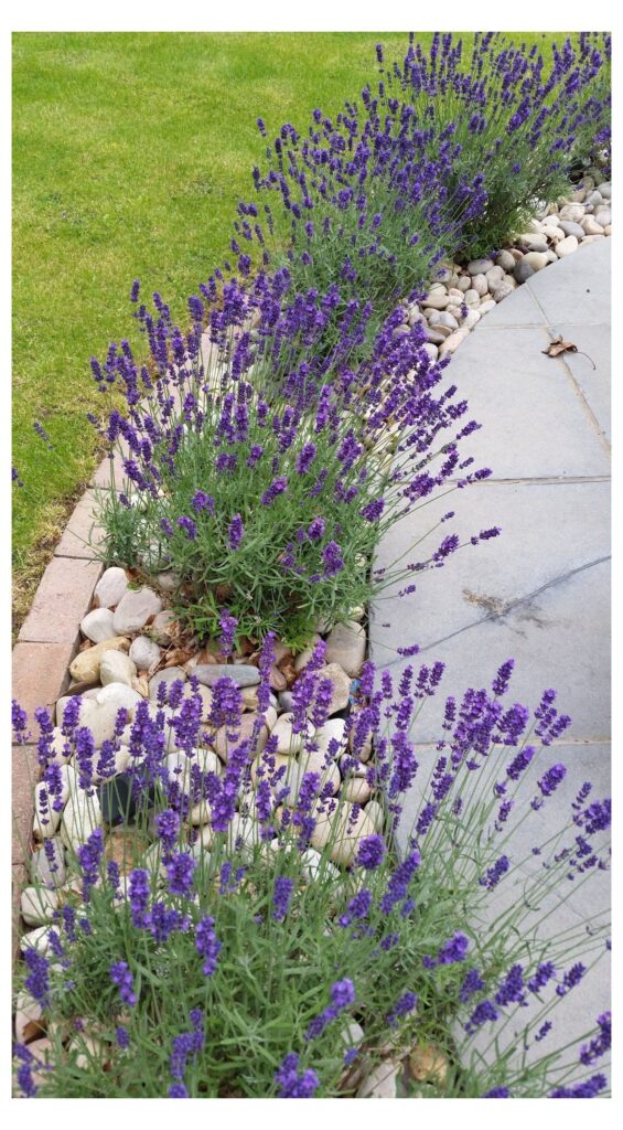 low maintenance landscaping front yard