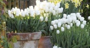 french garden planters