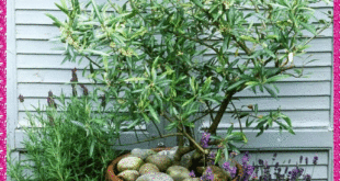 french garden planters