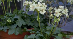 french garden planters