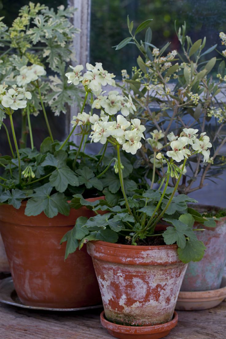 Elegant and Stylish French Garden Planters for Your Outdoor Space