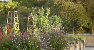 raised bed gardens