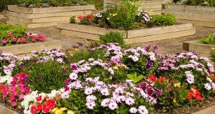 raised flower beds in front of house