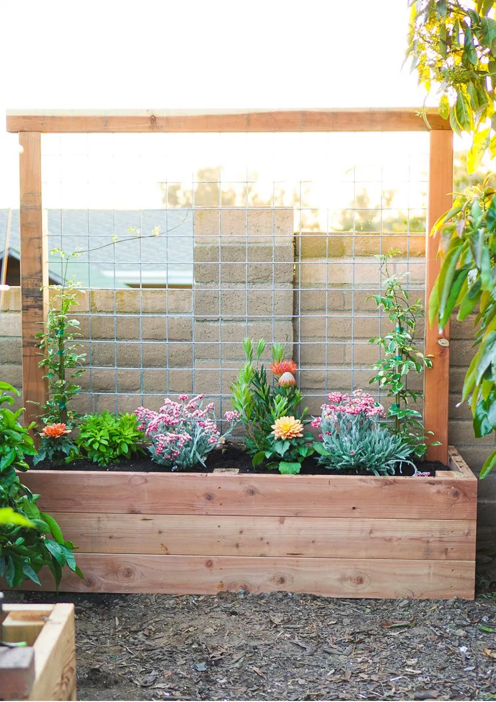 Elevated Garden Beds for Growing Fresh Vegetables at Home