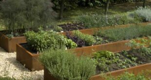 raised bed garden