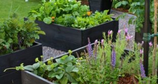 raised planter vegetable garden