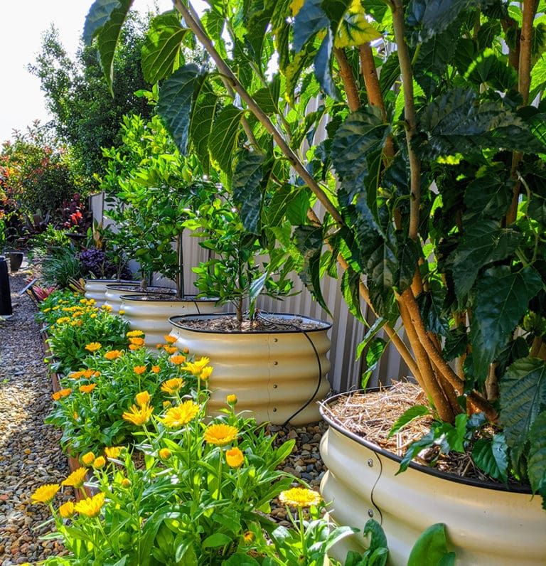 raised bed gardens