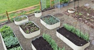 raised planter vegetable garden