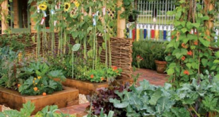 raised planter vegetable garden