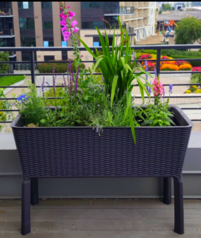 Elevated Planters: Discover the Benefits of a Raised Vegetable Garden