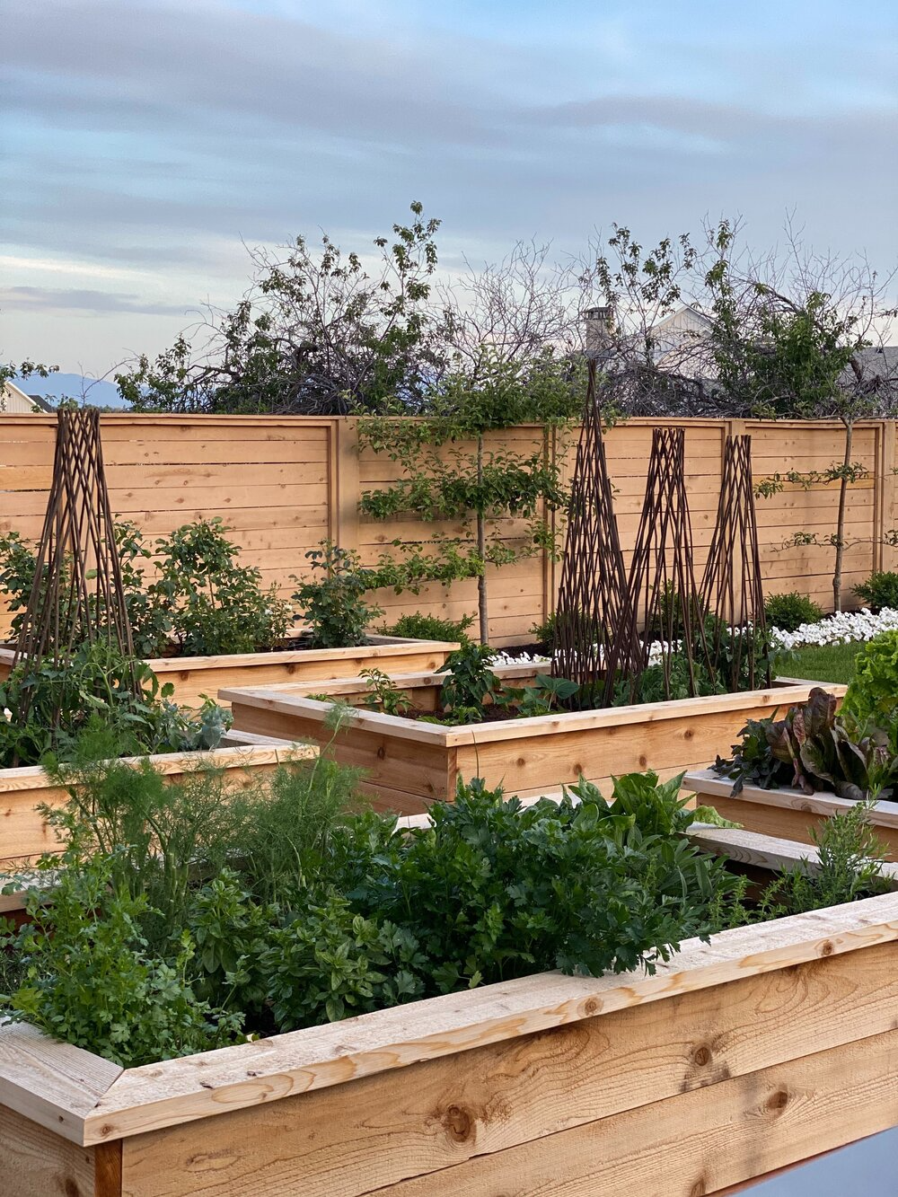 Elevated Raised Beds: A Versatile Solution for Your Vegetable Garden