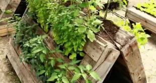 pallet raised garden bed