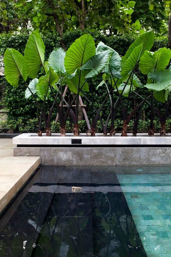 Elevating Your Outdoor Space: Creative Pool Landscaping Ideas for a Stunning Backyard Oasis