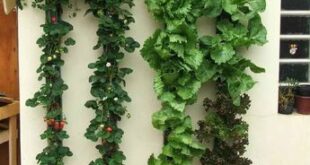 vertical gardening