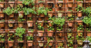 vertical gardening