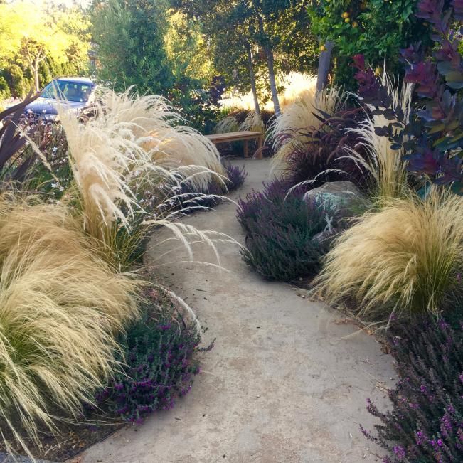 Embracing the Beauty of Ornamental Grasses in Landscaping