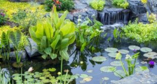 water gardens