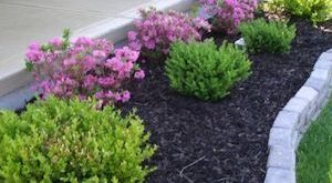 landscaping ideas for front yard