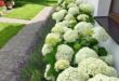 front yard landscaping ideas