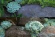 garden ideas with stones