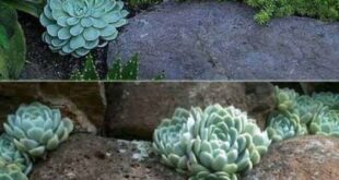 garden ideas with stones