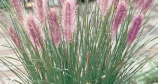 landscaping with ornamental grasses