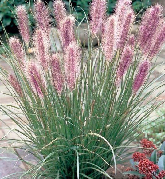 Enhance Your Garden with the Beauty of Ornamental Grasses