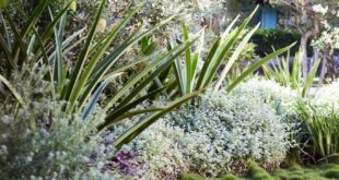 landscaping with ornamental grasses