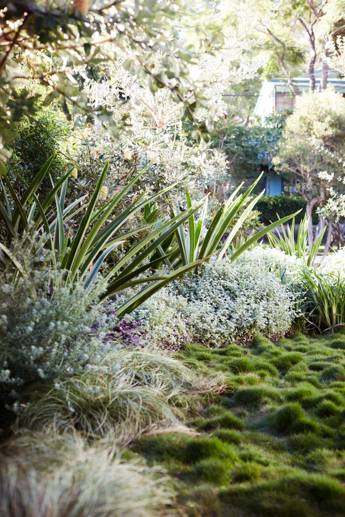 Enhance Your Outdoor Space with Beautiful Ornamental Grasses