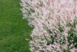 shrubs for landscaping