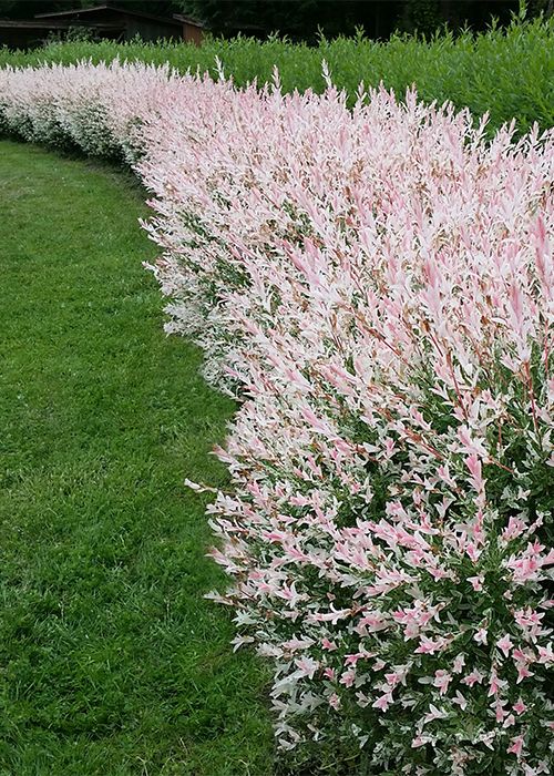 Enhance Your Outdoor Space with Beautiful Shrubs for Landscaping