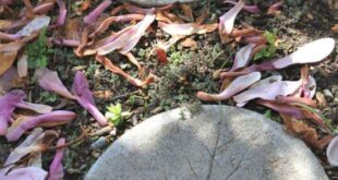 concrete stepping stones