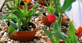 flower beds in front of house with rocks