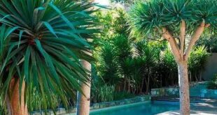 tropical pool landscaping