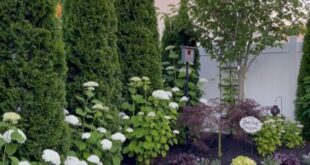 landscaping front of house