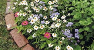 garden border edging