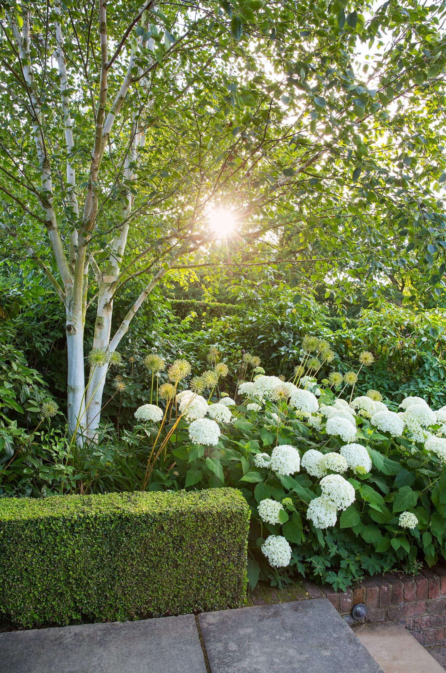 Enhancing Your Garden with Beautiful Trees: A Guide to Stunning Garden Design