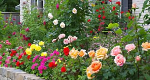 raised flower beds in front of house