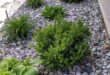 flower beds in front of house with rocks